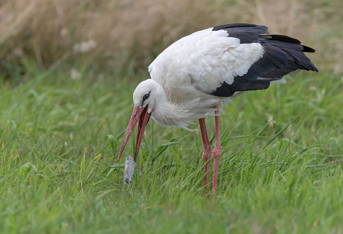 Weißstorch (Ciconia ciconia)