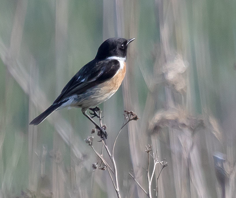 Ein Schwarzkehlchen schaukelt an einem Halm und läst es sich offensichtlich gut gehen.