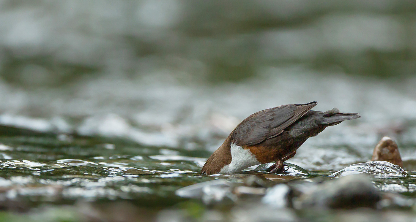 Wasseramsel