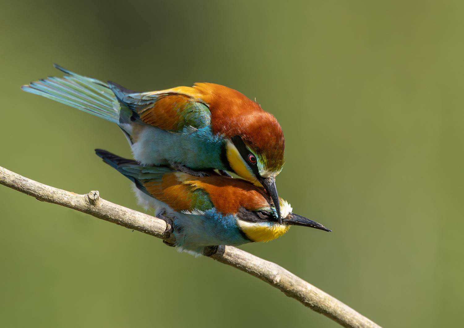 start your day on the right note