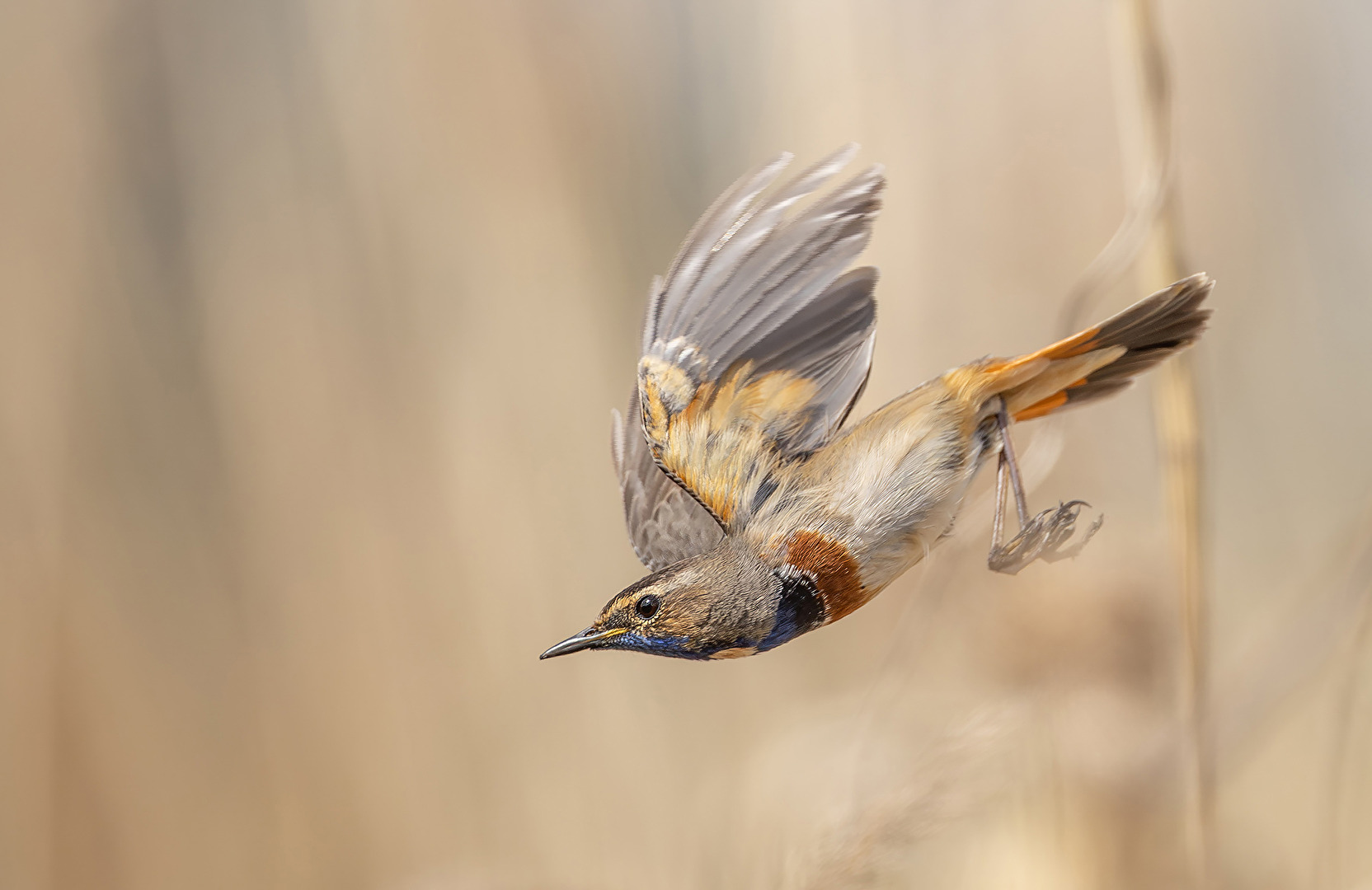Blaukehlchen beim Start