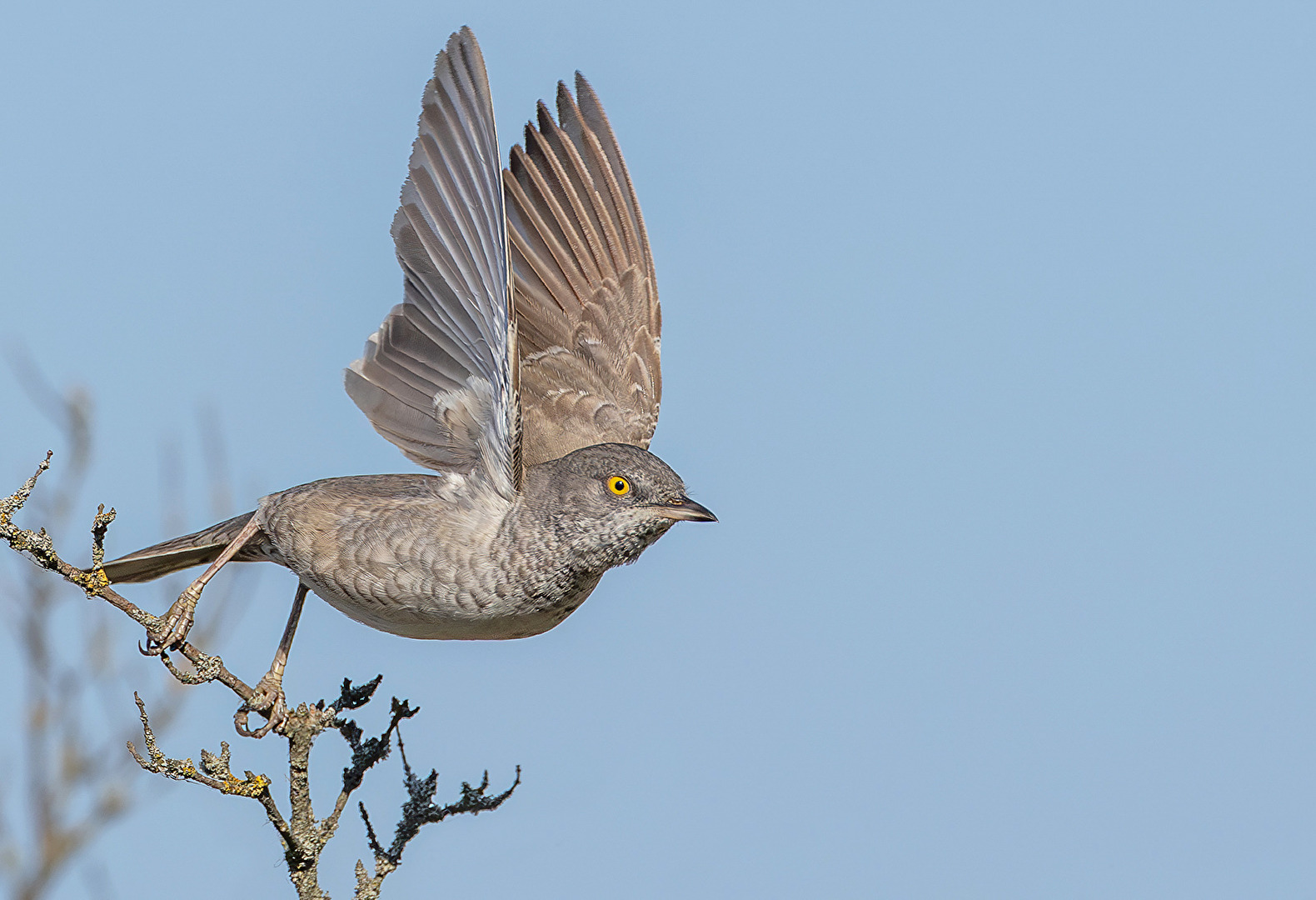 Sperbergrasmücke beim Start