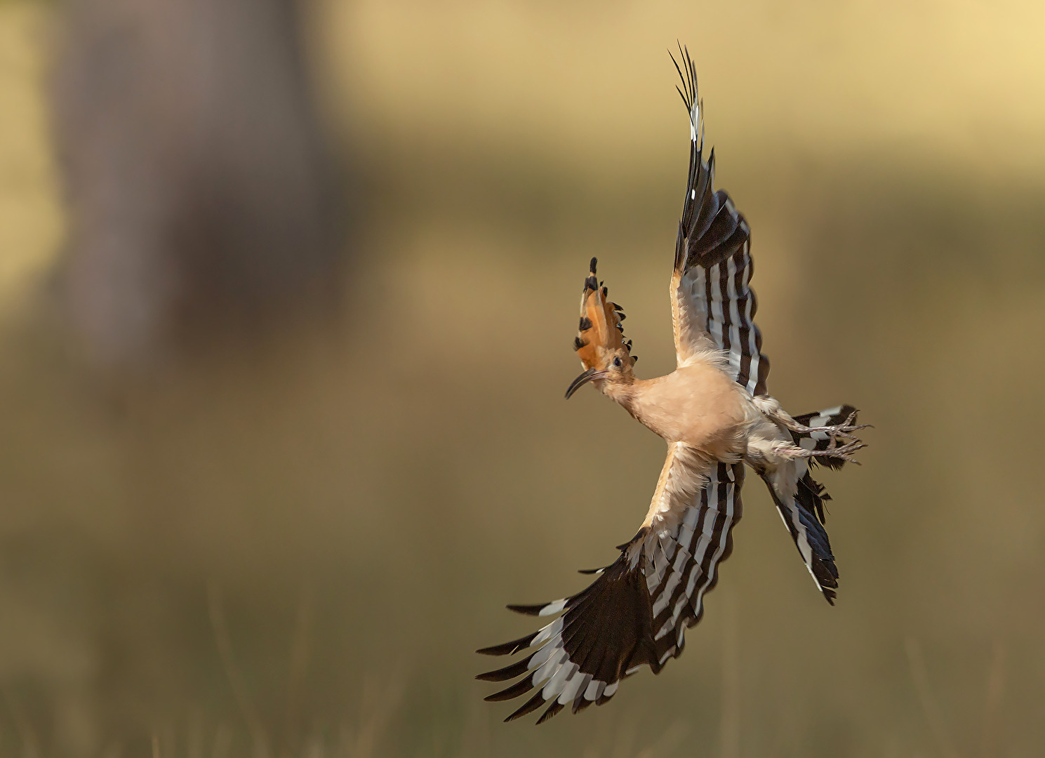 Wiedehopf beim Kehrtwende
