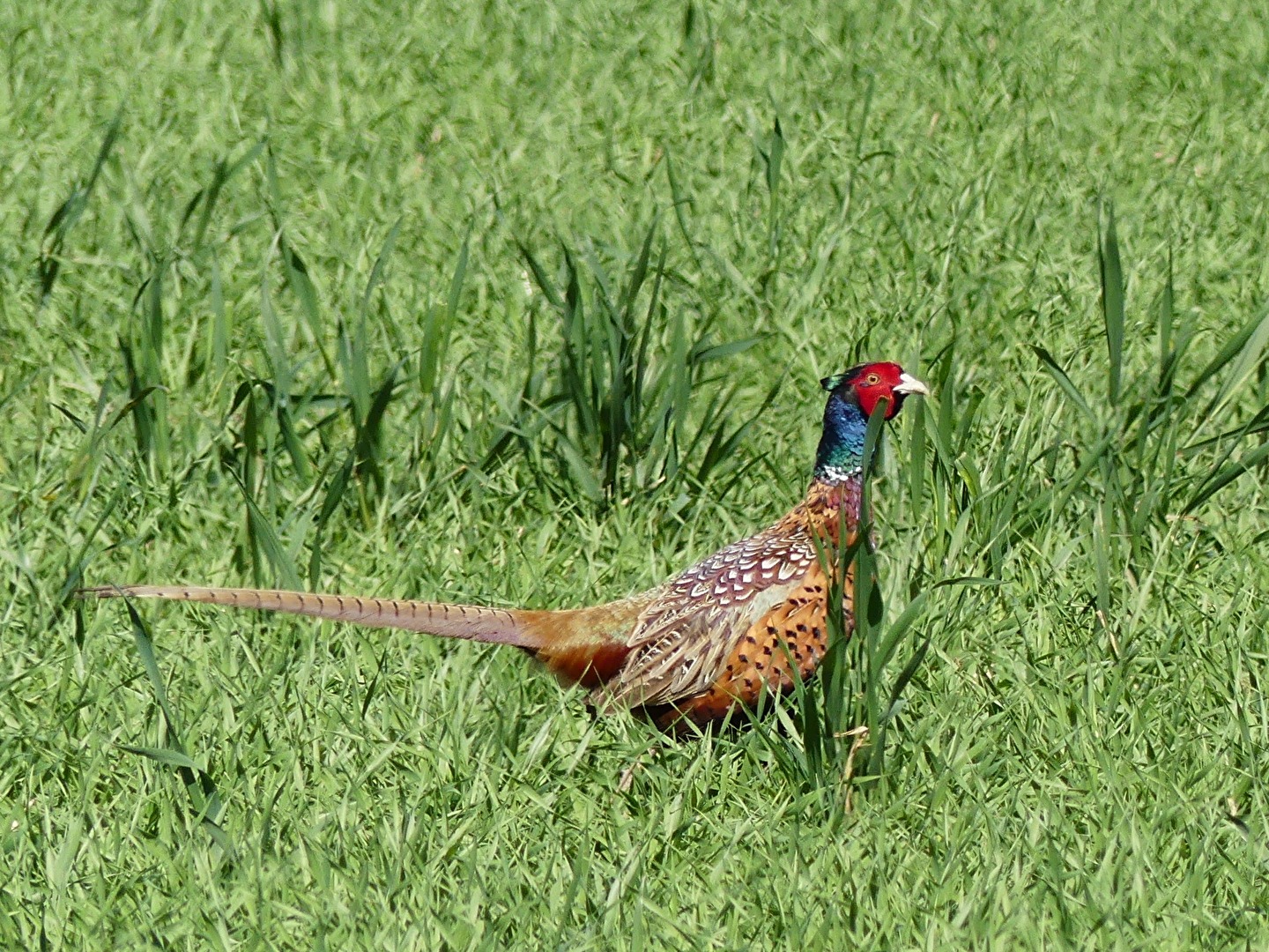 Vogel II