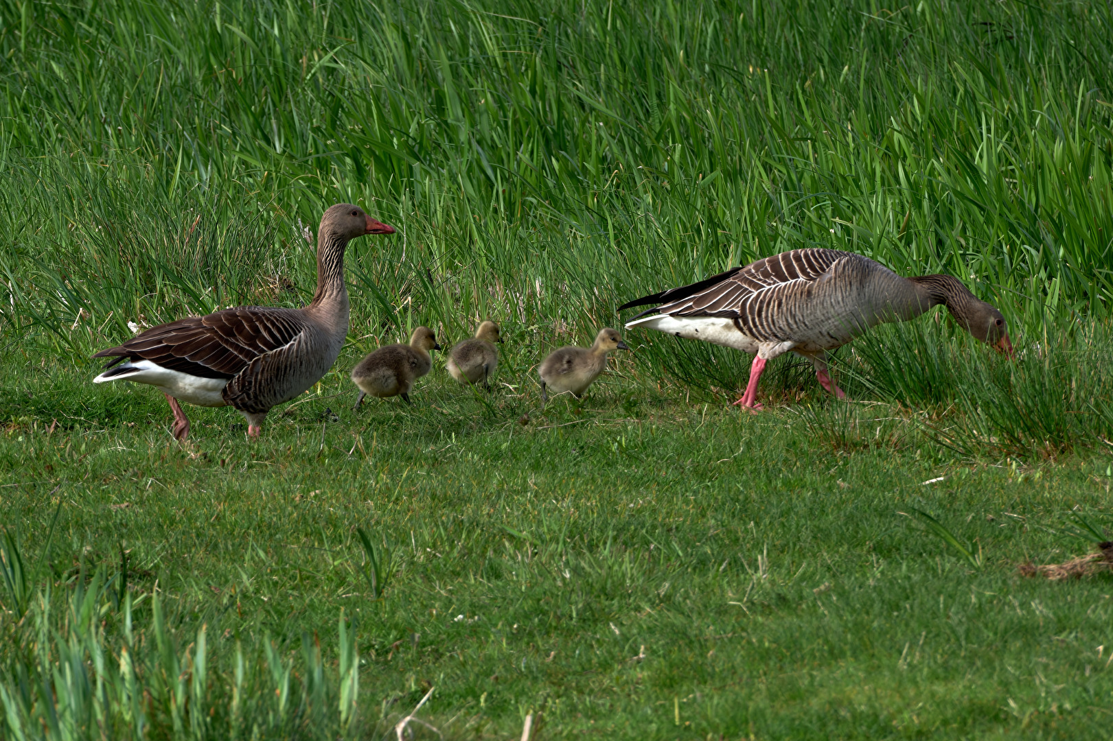 Gänse Familie