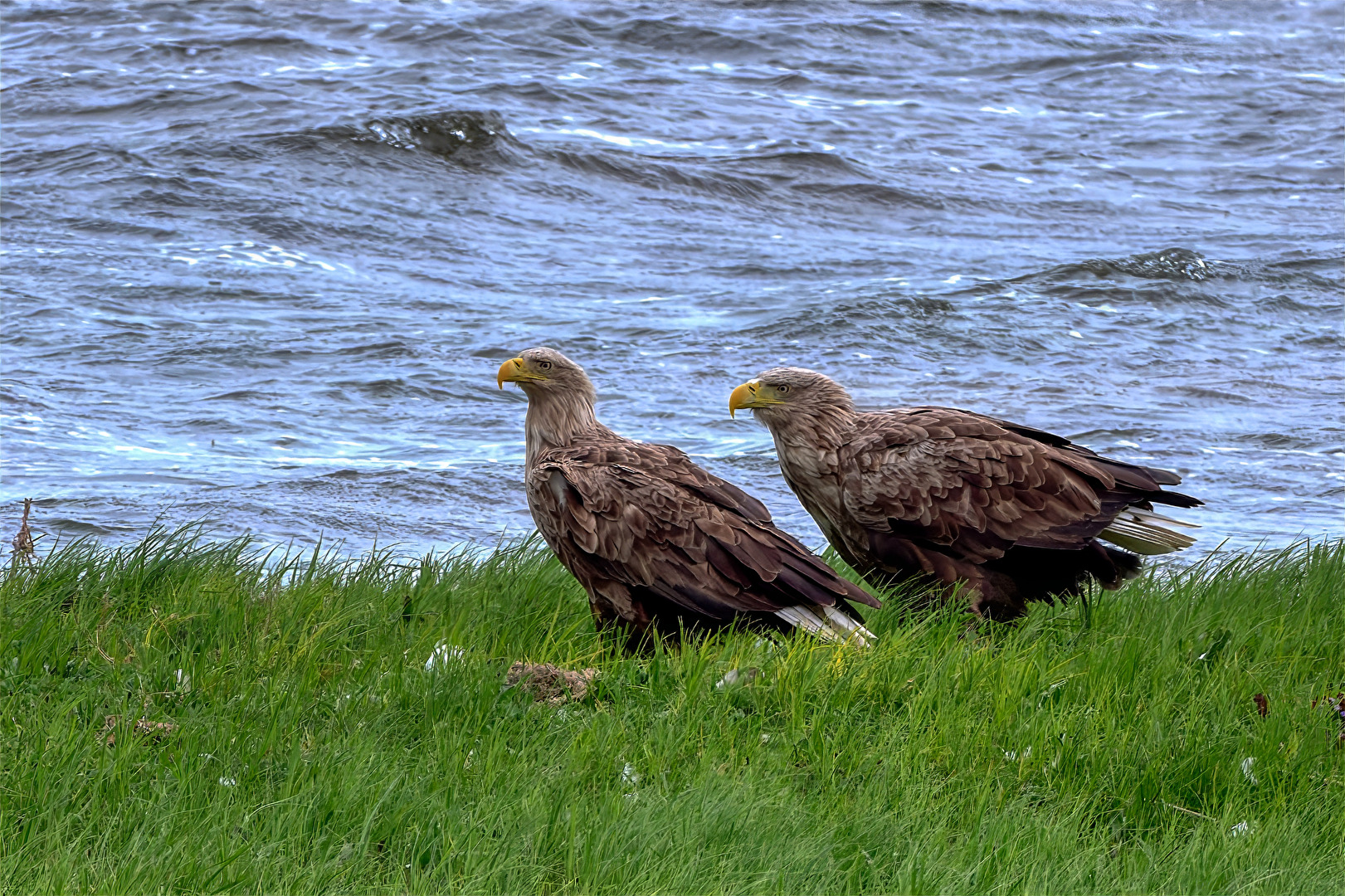 Seeadler
