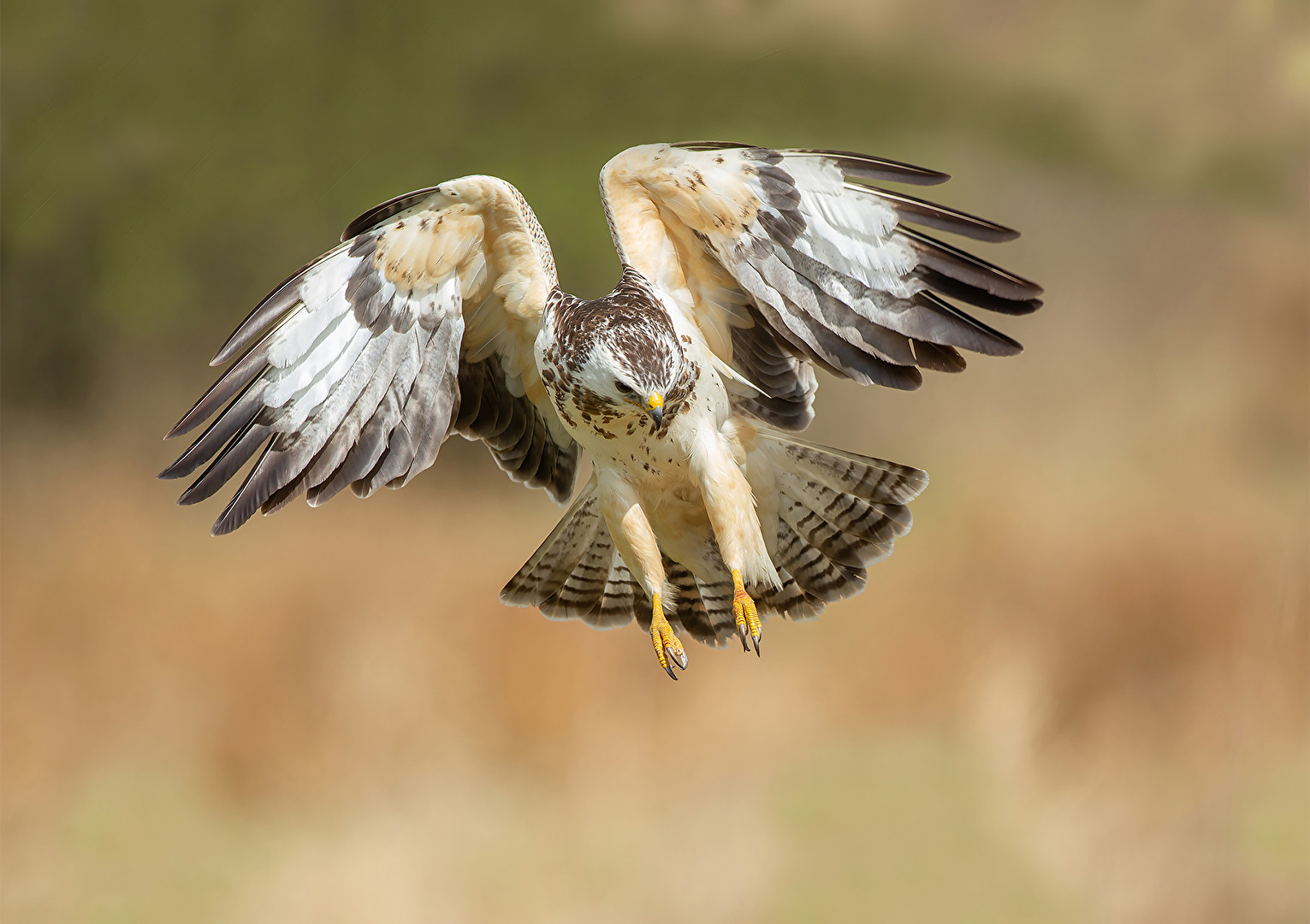 Mäusebussard helle Morphe