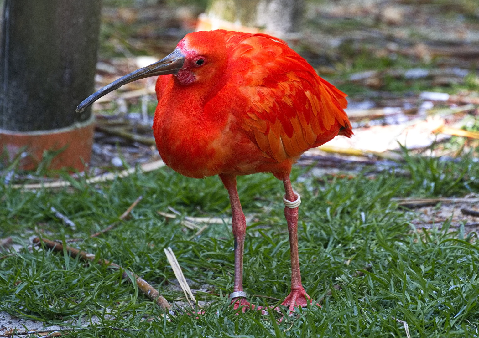 Ibis rouge