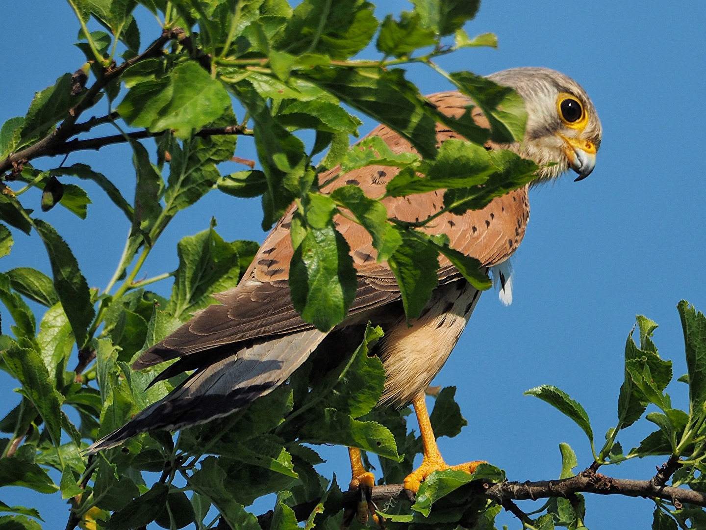 Turmfalke