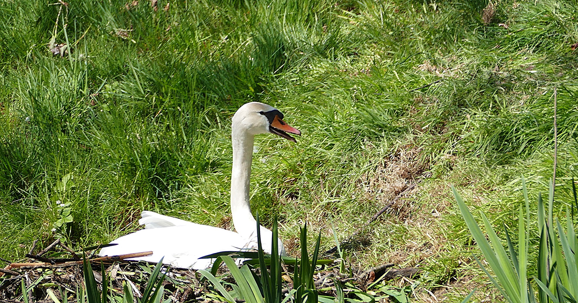 Höckerschwan beim Nisten