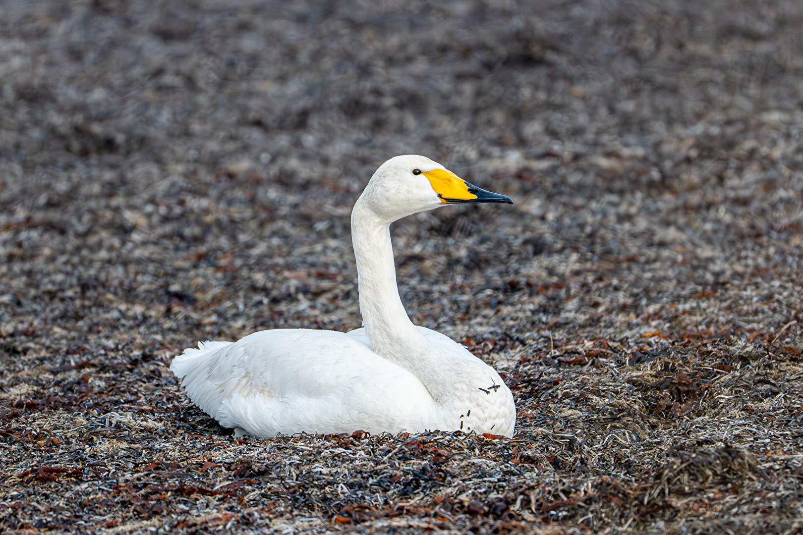 Singschwan