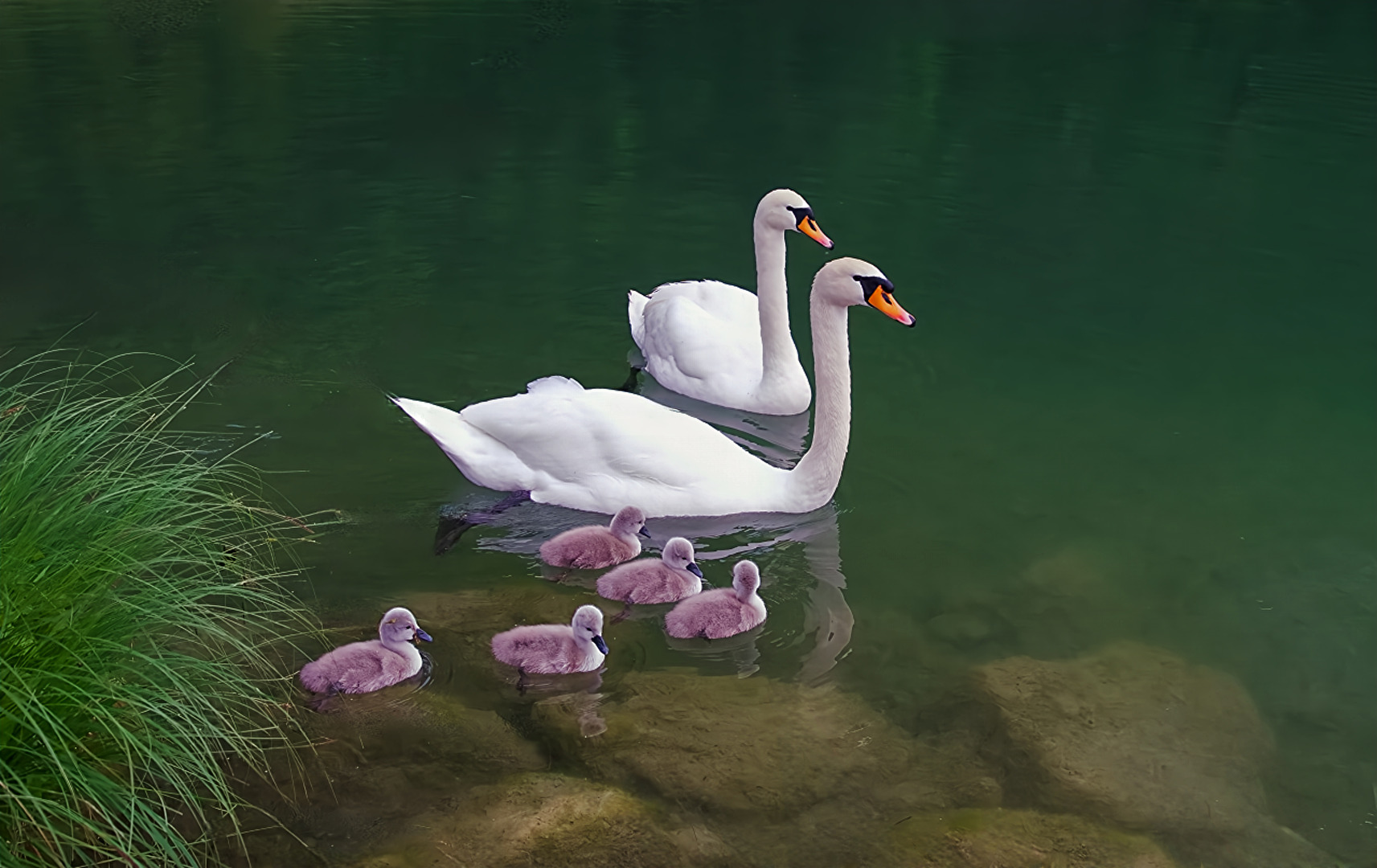 Family Schwan
