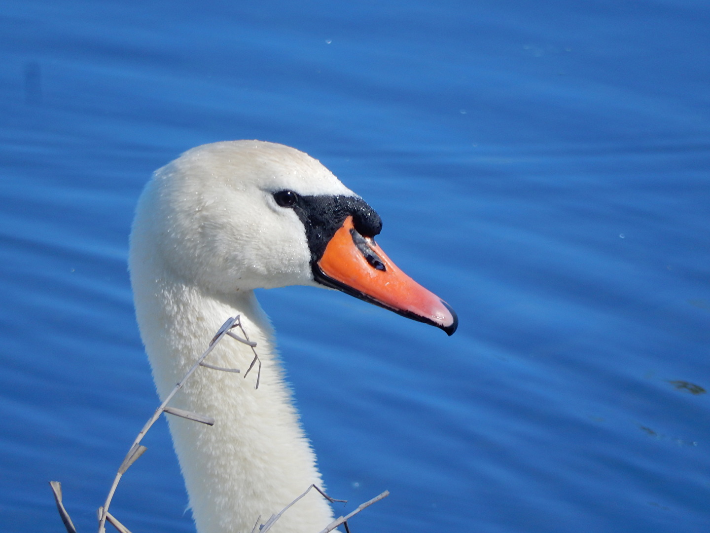 der Blick