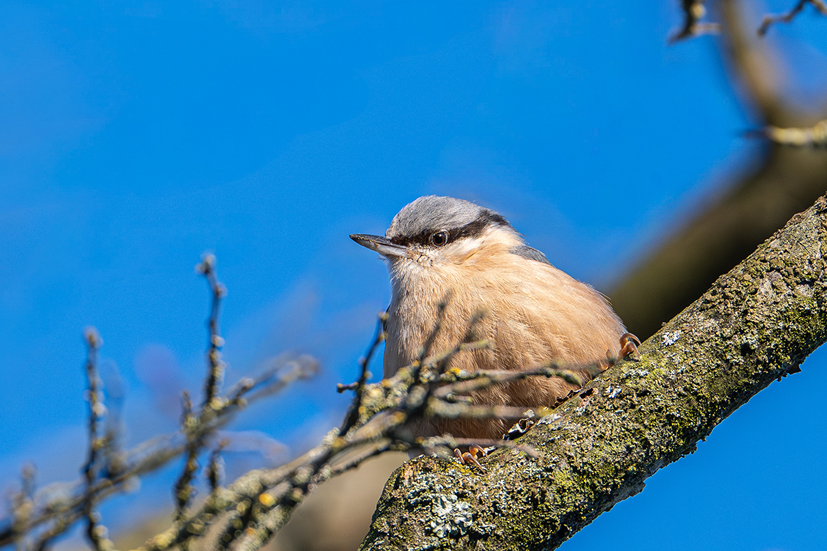 Kleiber (Sitta europaea)