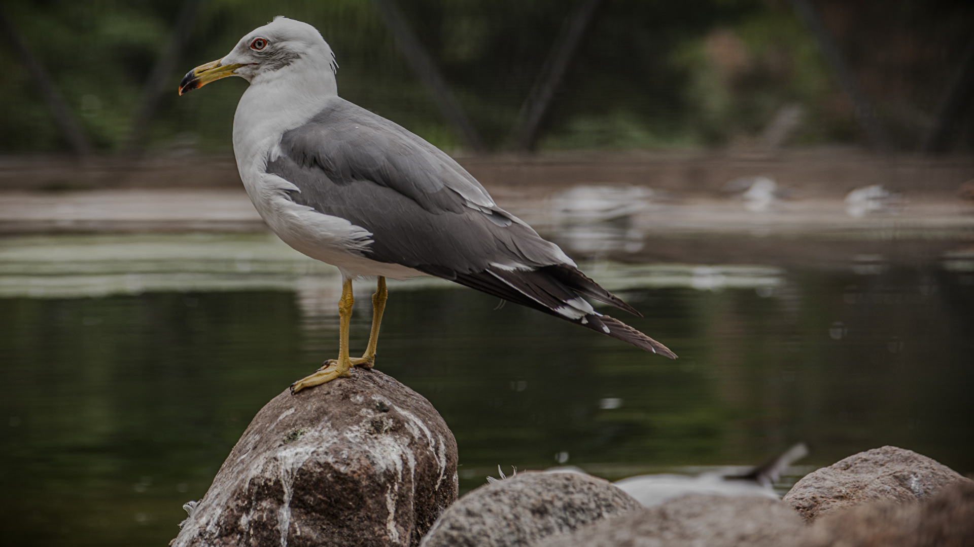 Möwe hinter Gitter'n