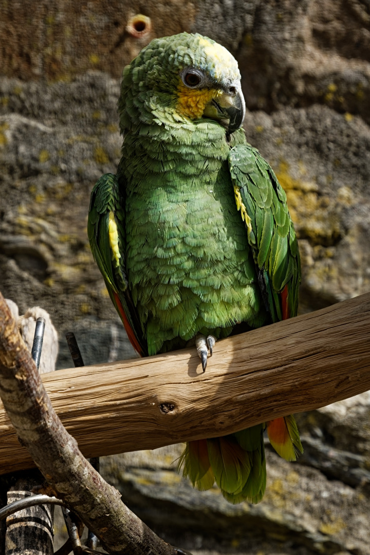 Yellow-cheeked Amazon
