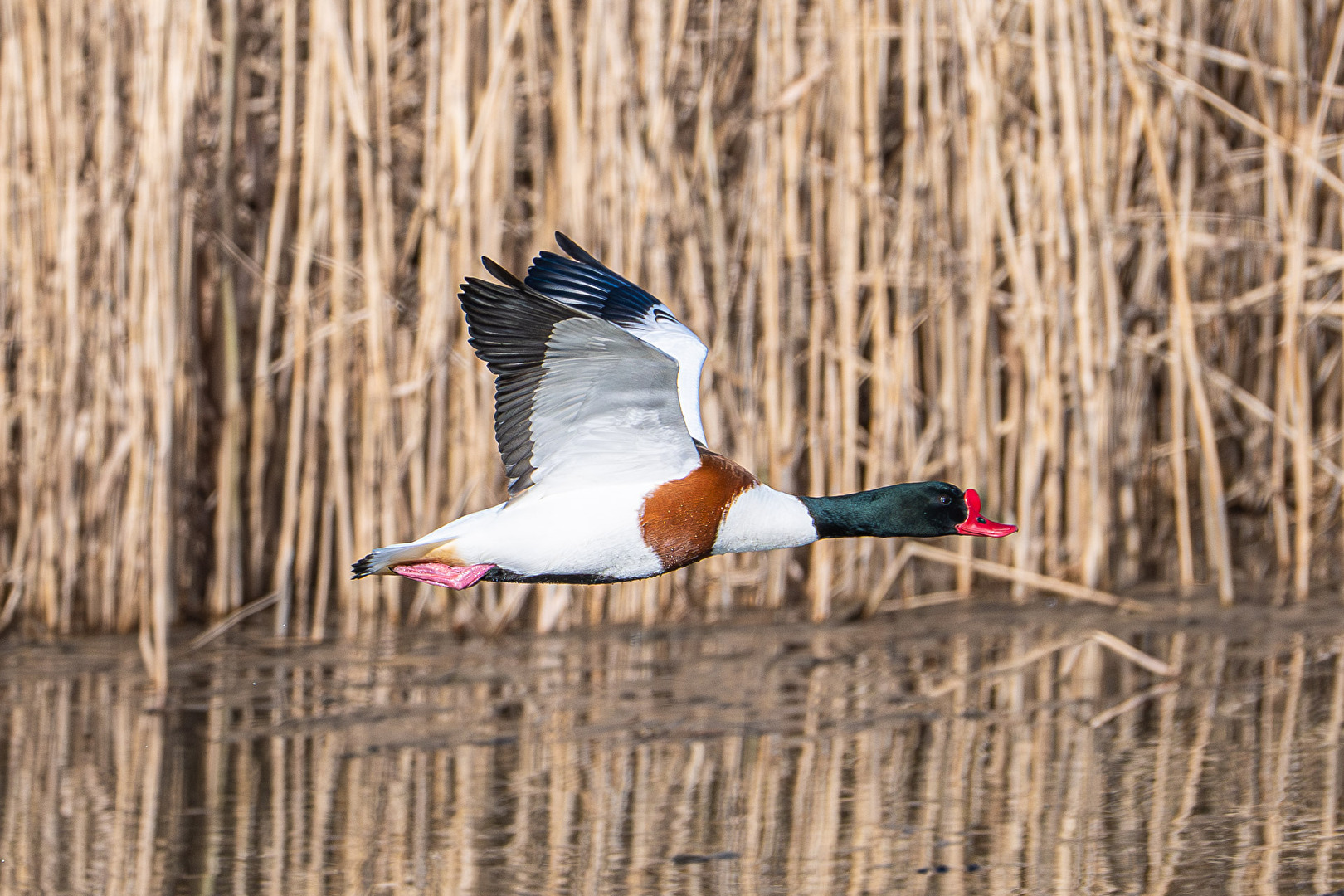 Brandgans (Flugbild)