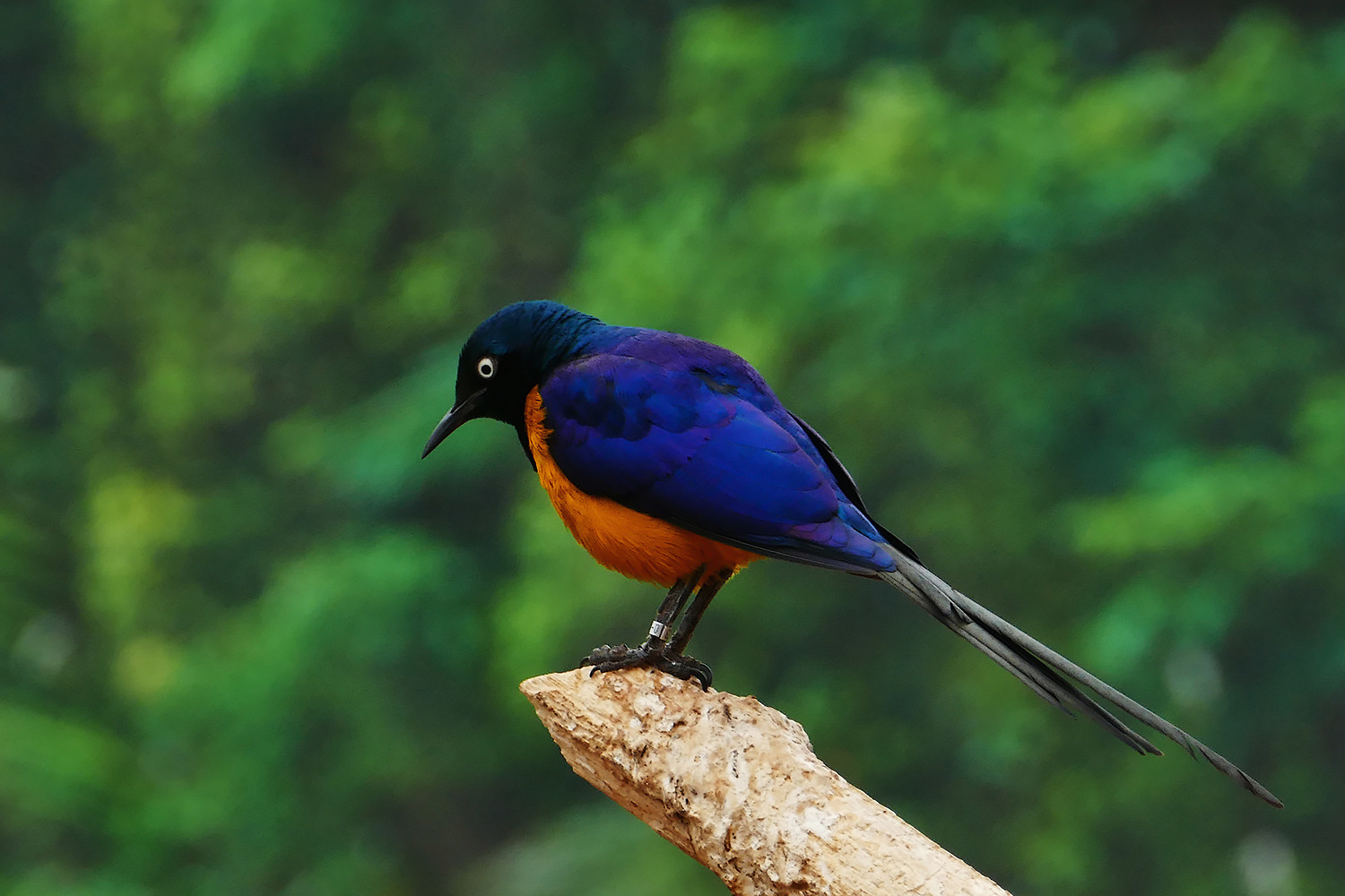 Hildebrandtglanzstar (Lprotornis hildebrandti)