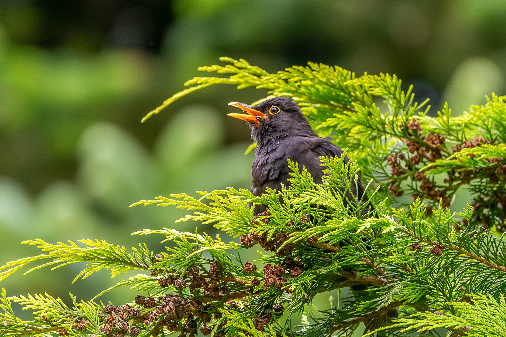 Merle chantant