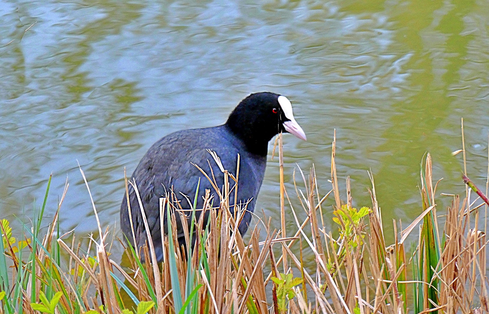 Blesshuhn bei der Futtersuche