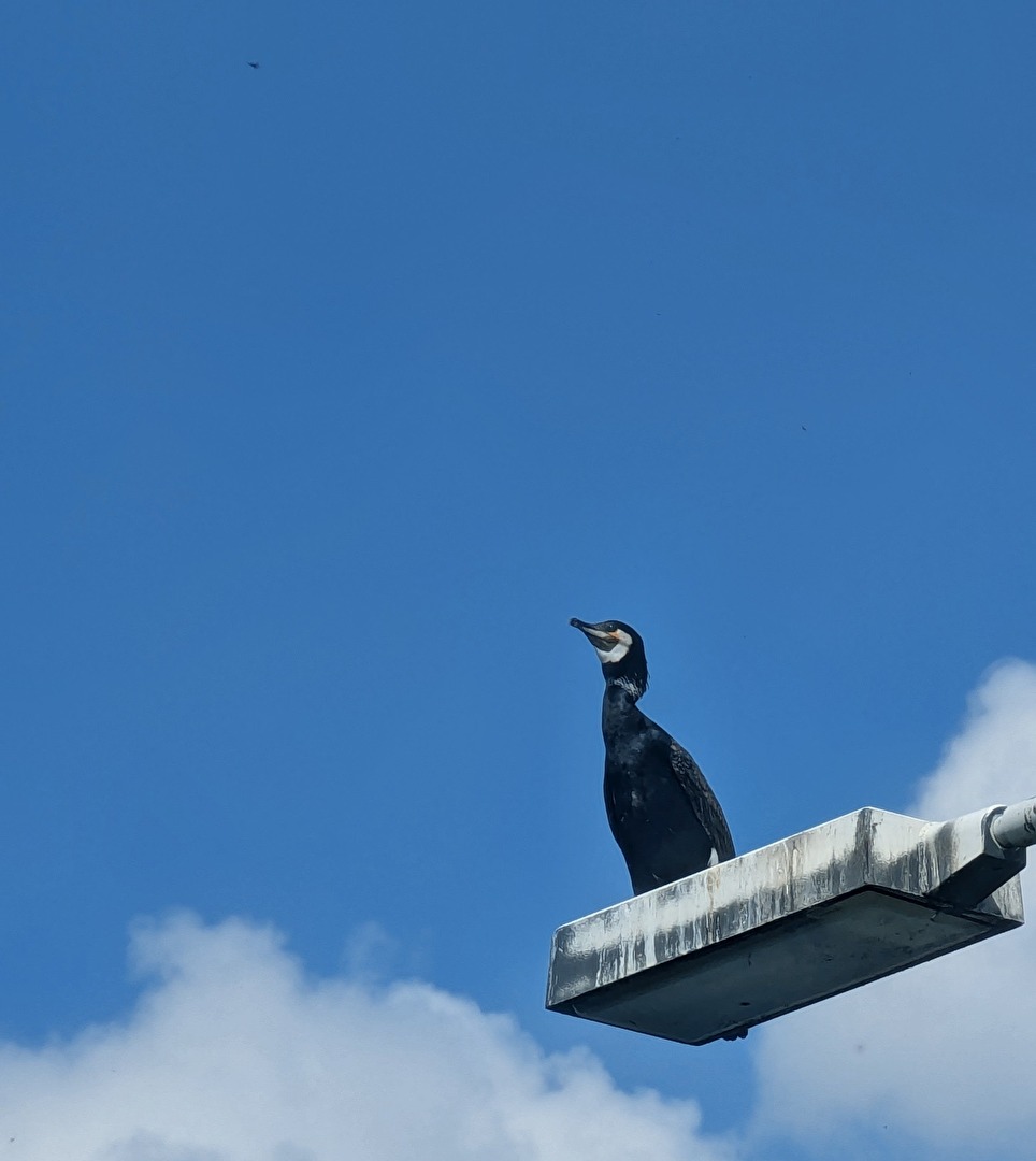 Kormoran