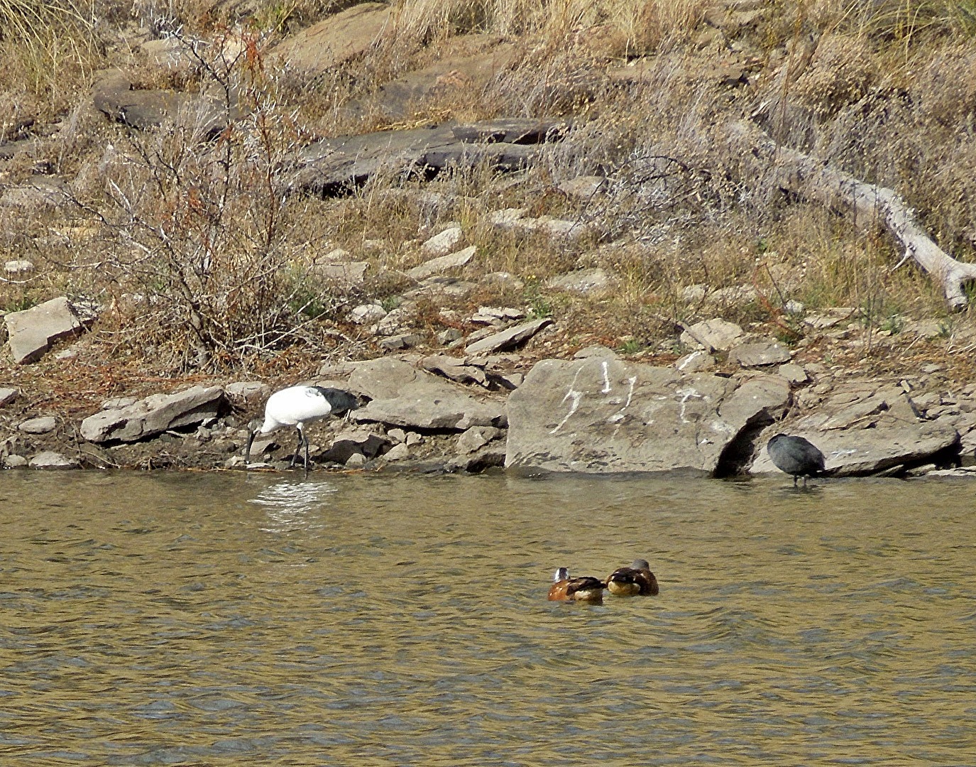 Heiliger Ibis, links im Bild