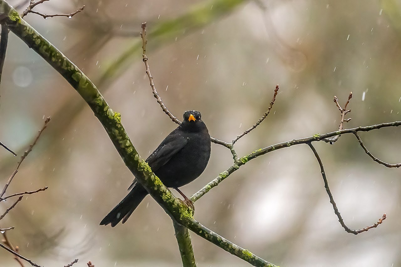 Amsel