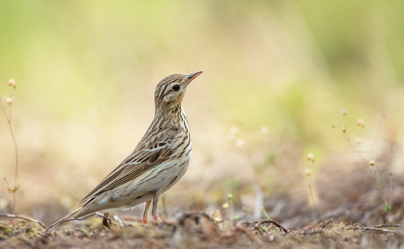 Zugvögel