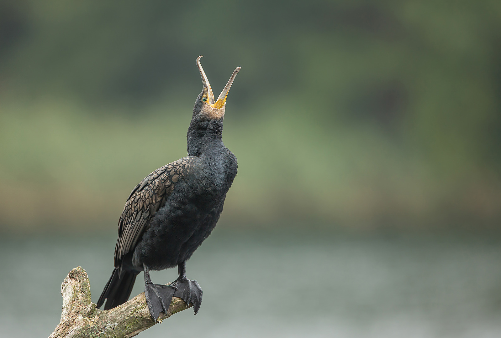 Kormoran