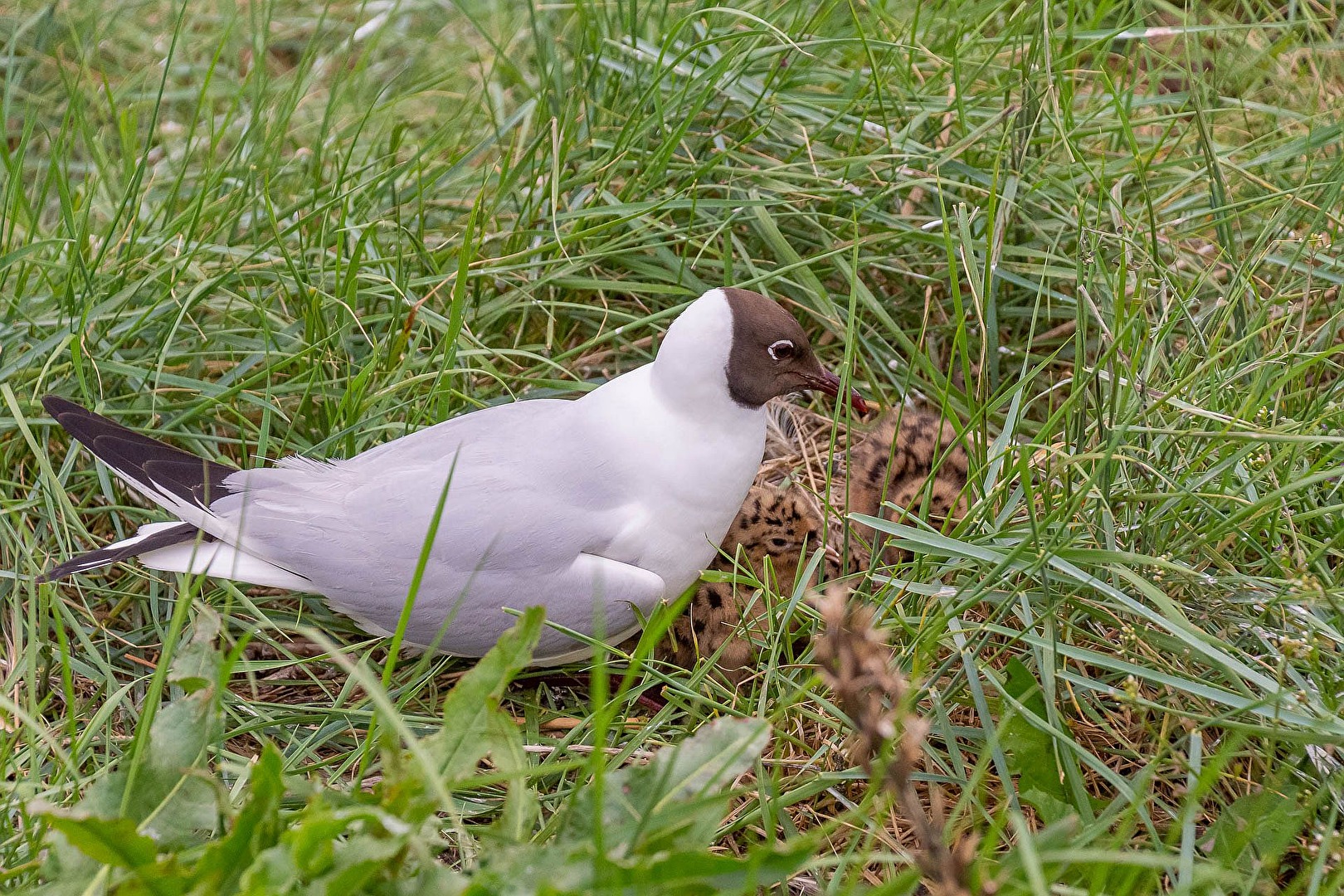 Lachmöwe mit Küken