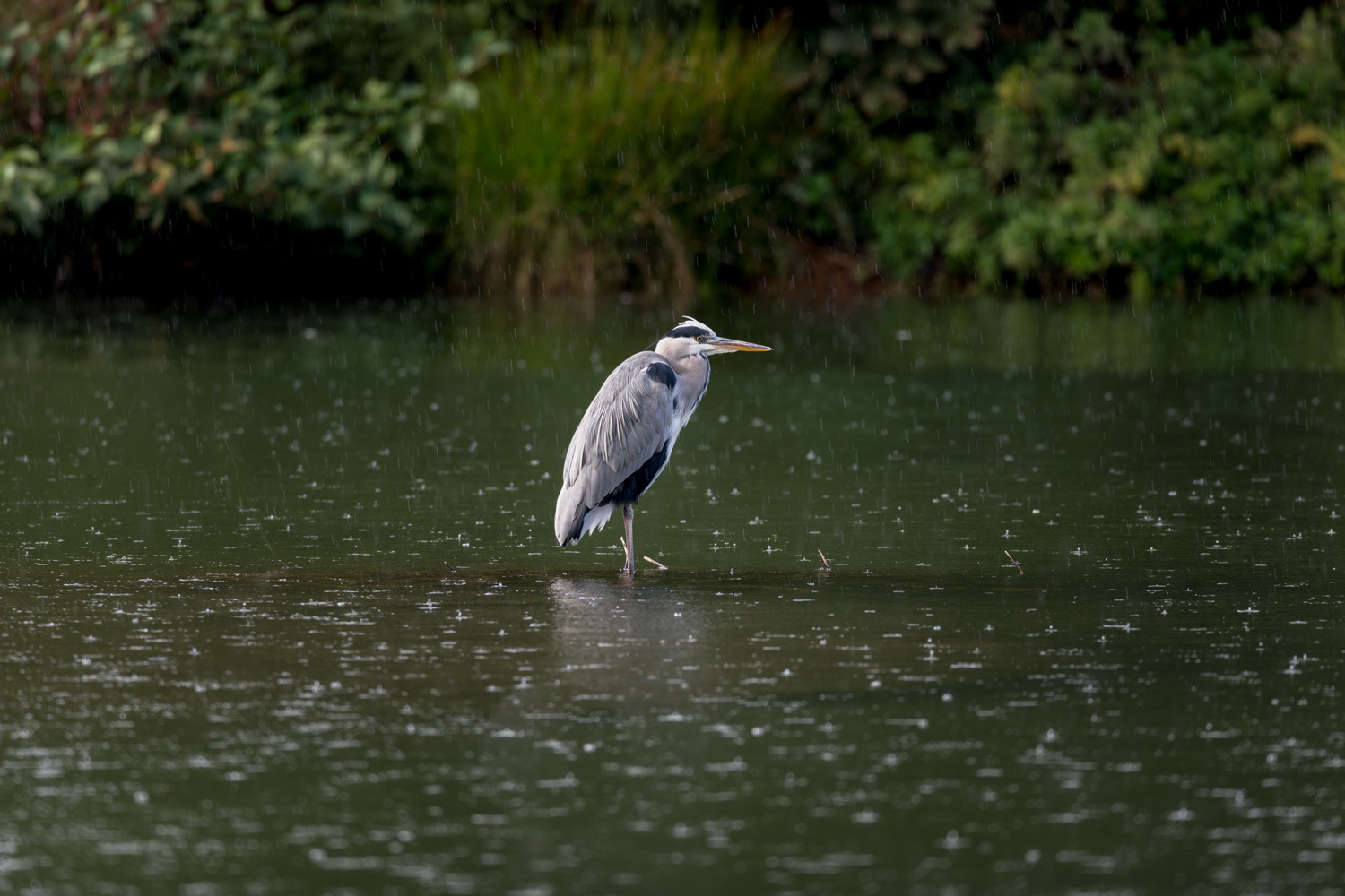 Angler im Regen