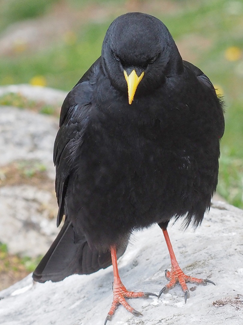 Alpendohle