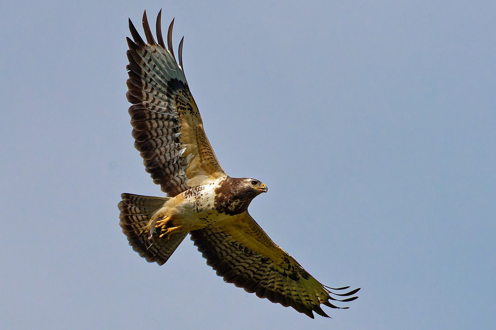 Erfolgreiche Jagd
