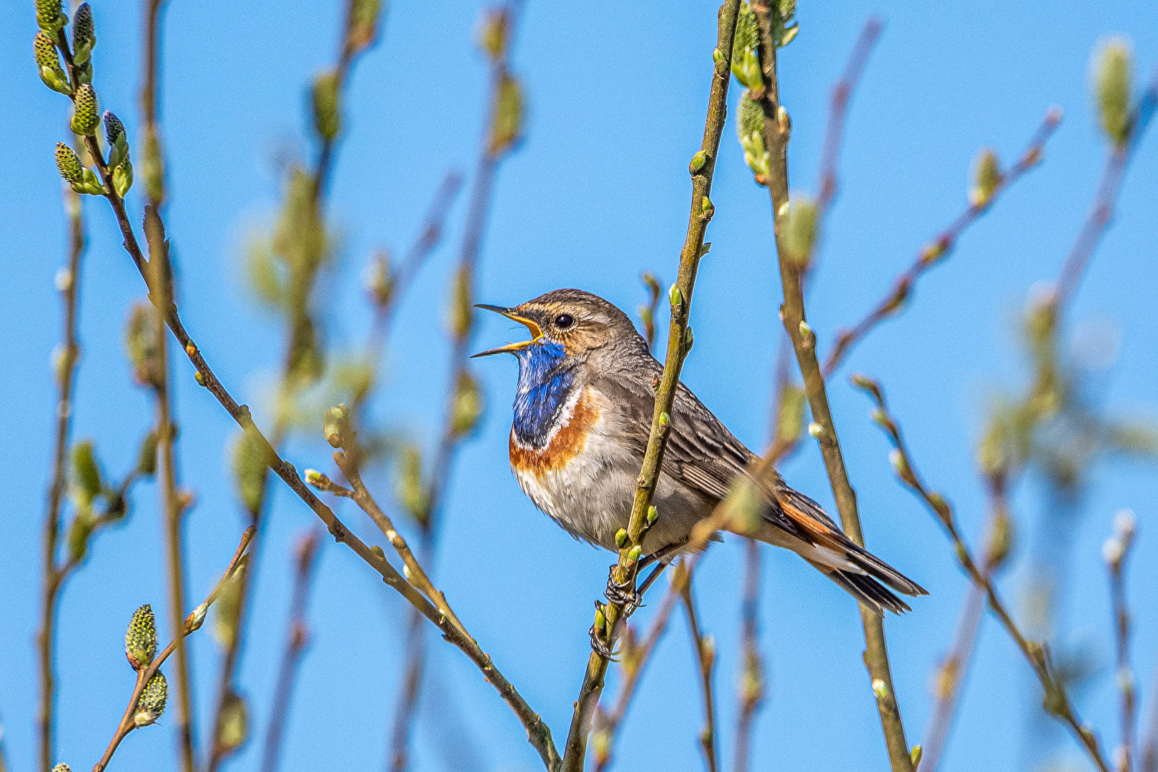 Blaukehlchen
