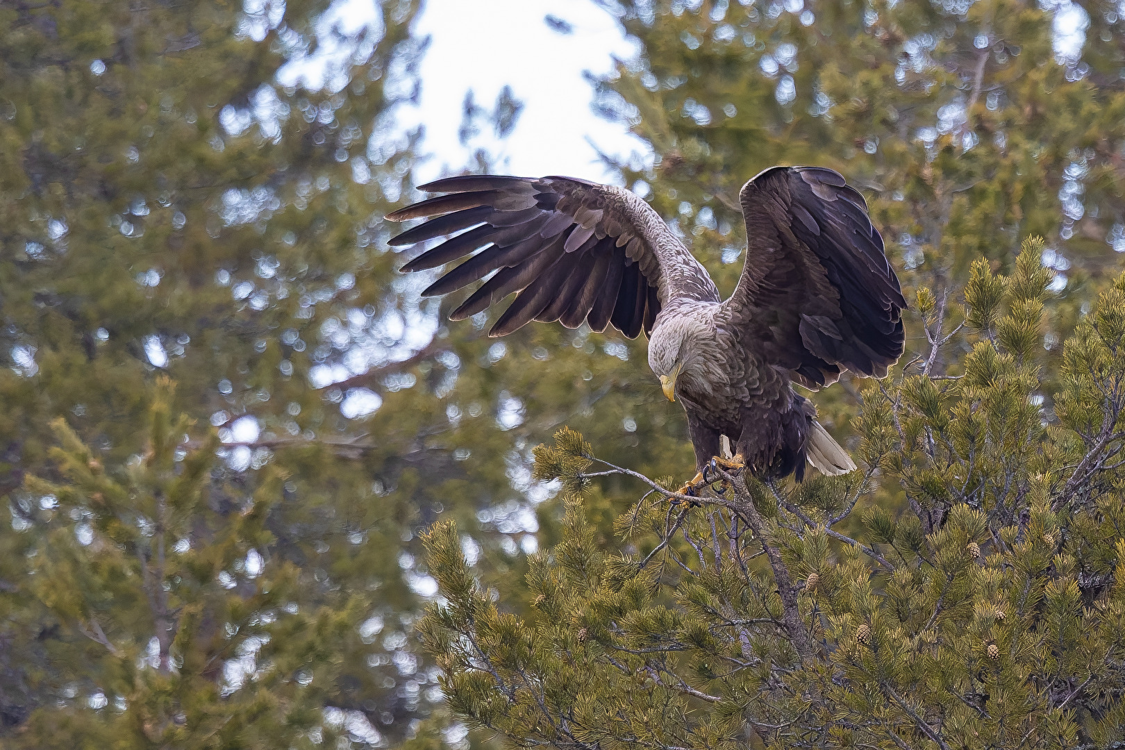 Seeadler in Finnisch Lappland