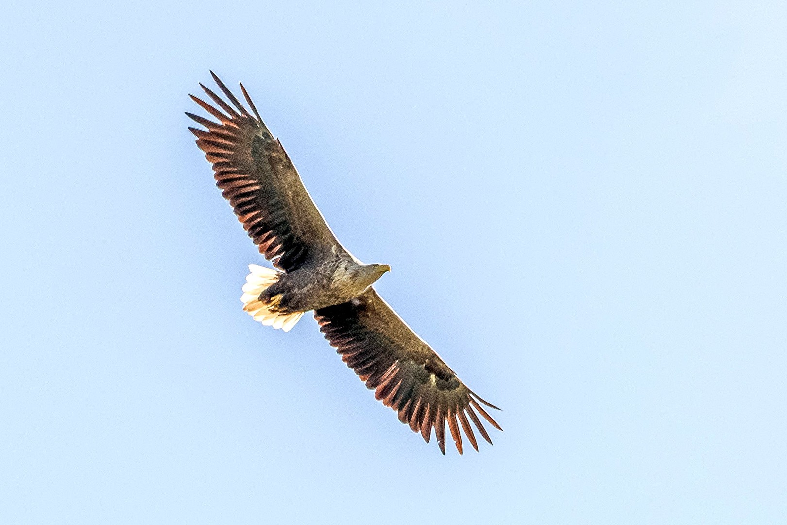 Seeadler im Flug