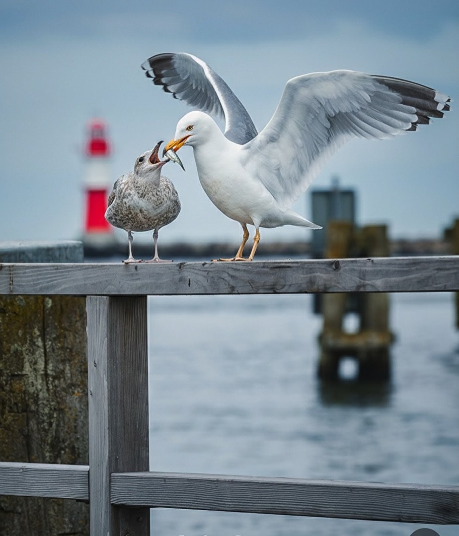 Fischübergabe an der Ostsee