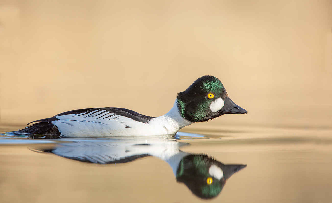 Schellente (Bucephala clangula)