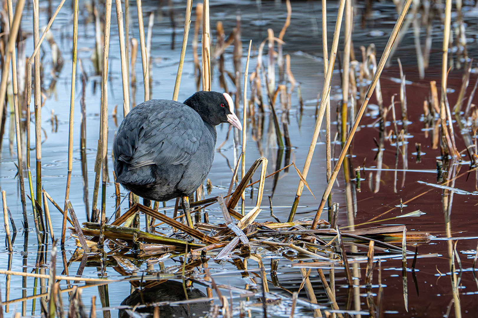 Nest Building (I)