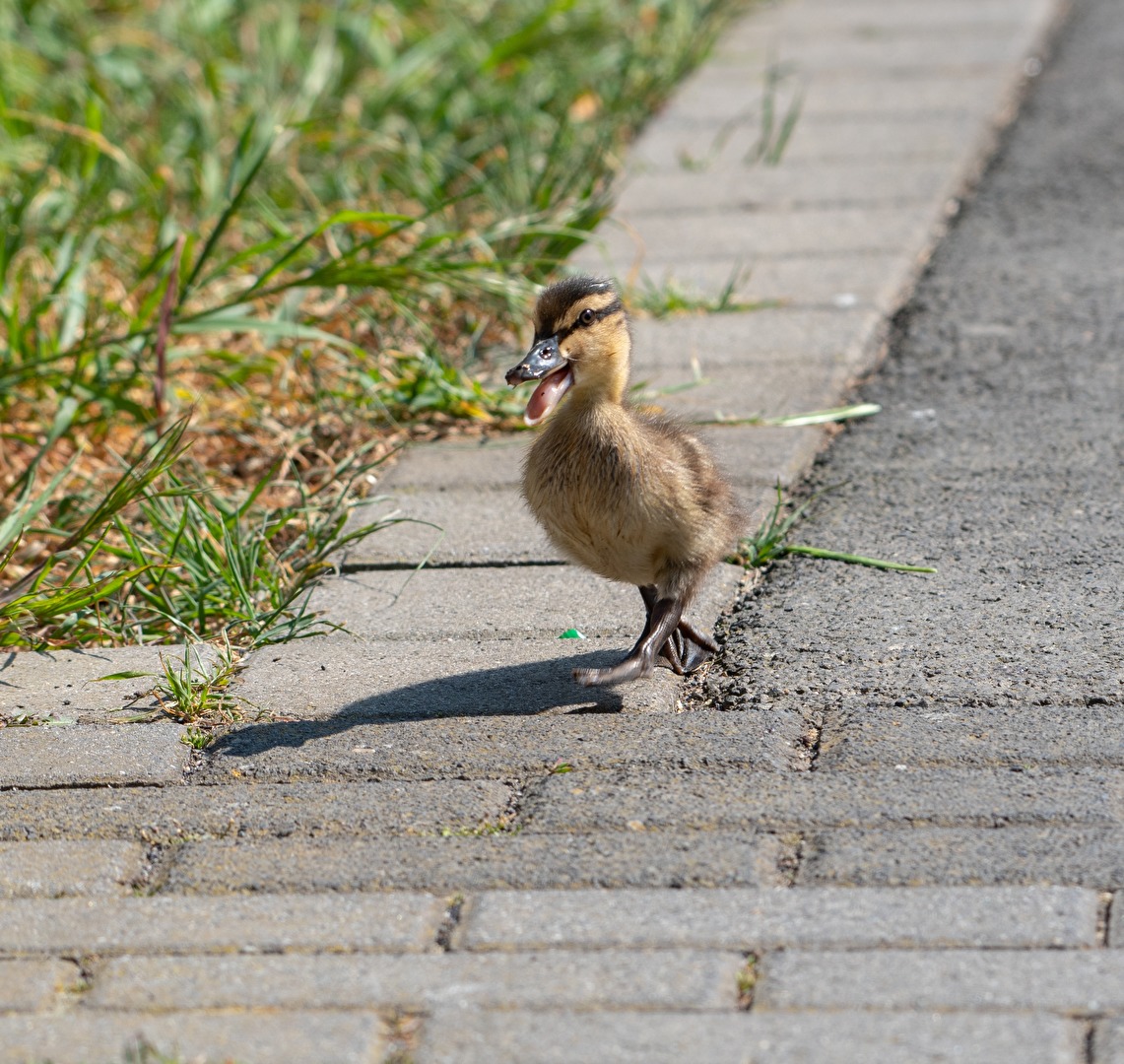 Kleine Ente entdeckt die Welt
