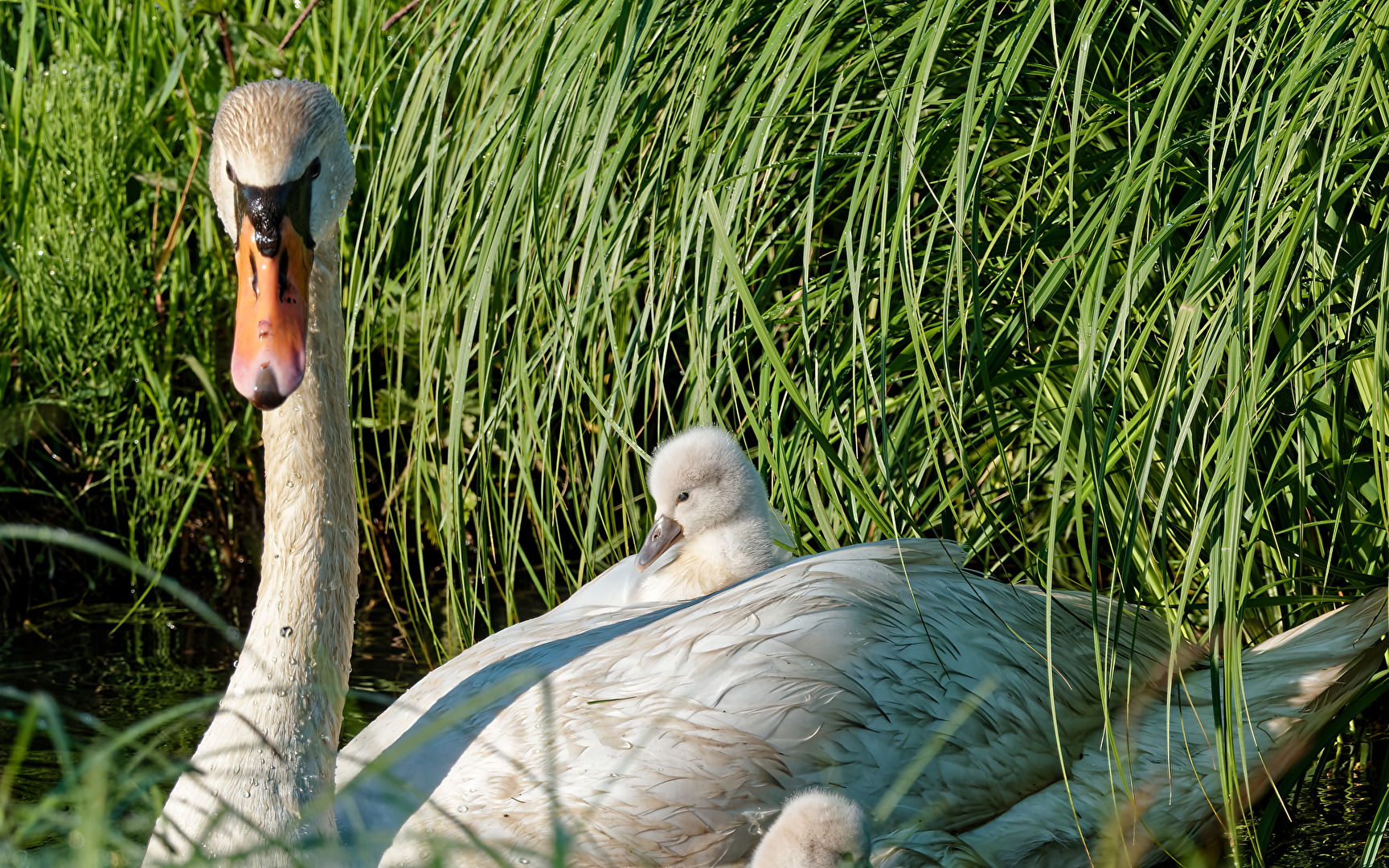 Höckerschwan