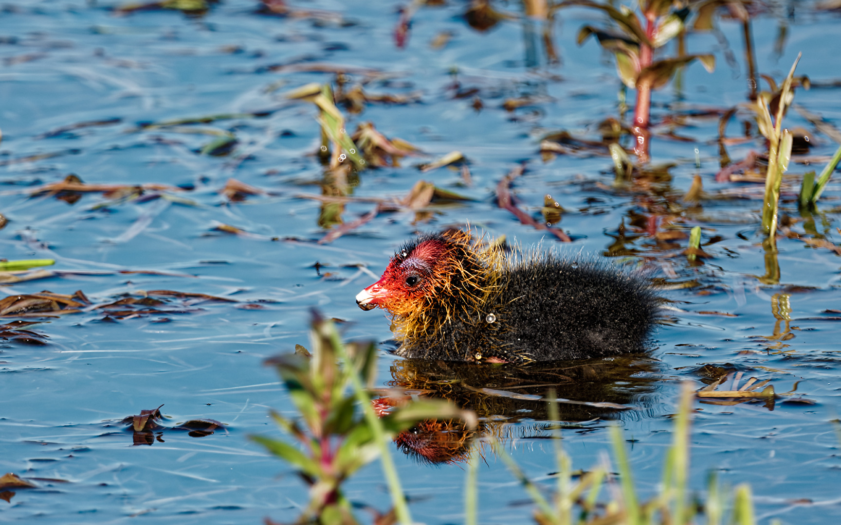 Poussin de poule d'eau