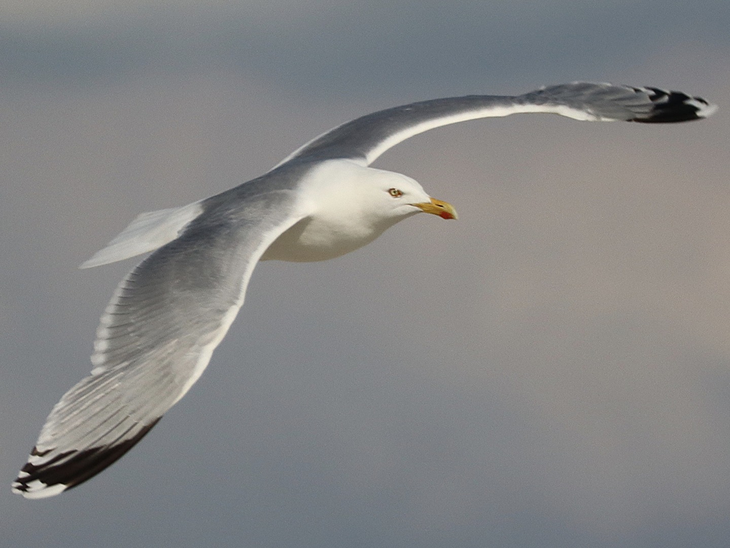 Im Flug erwischt