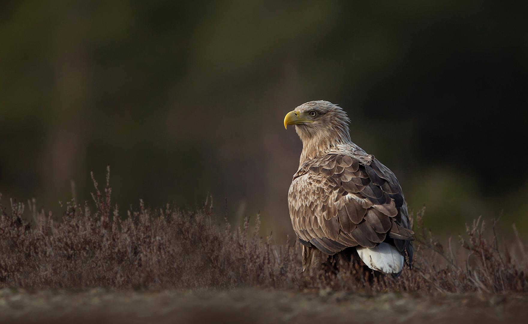 Seeadler