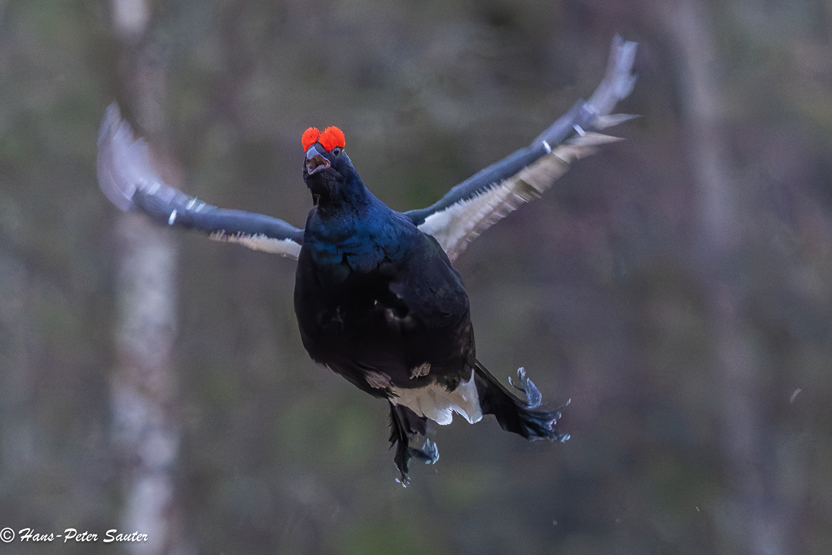 Flugvorführung