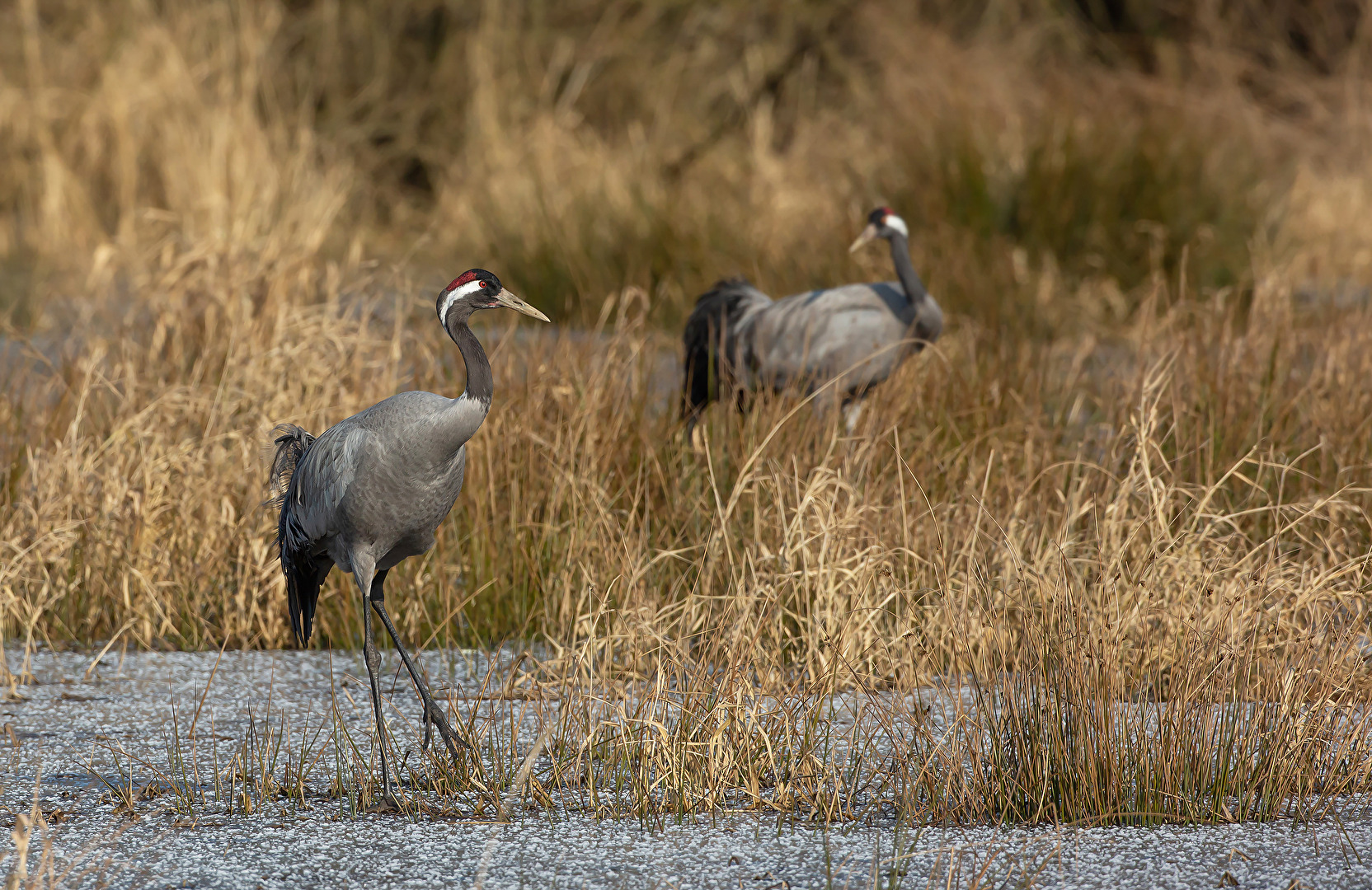 Grues