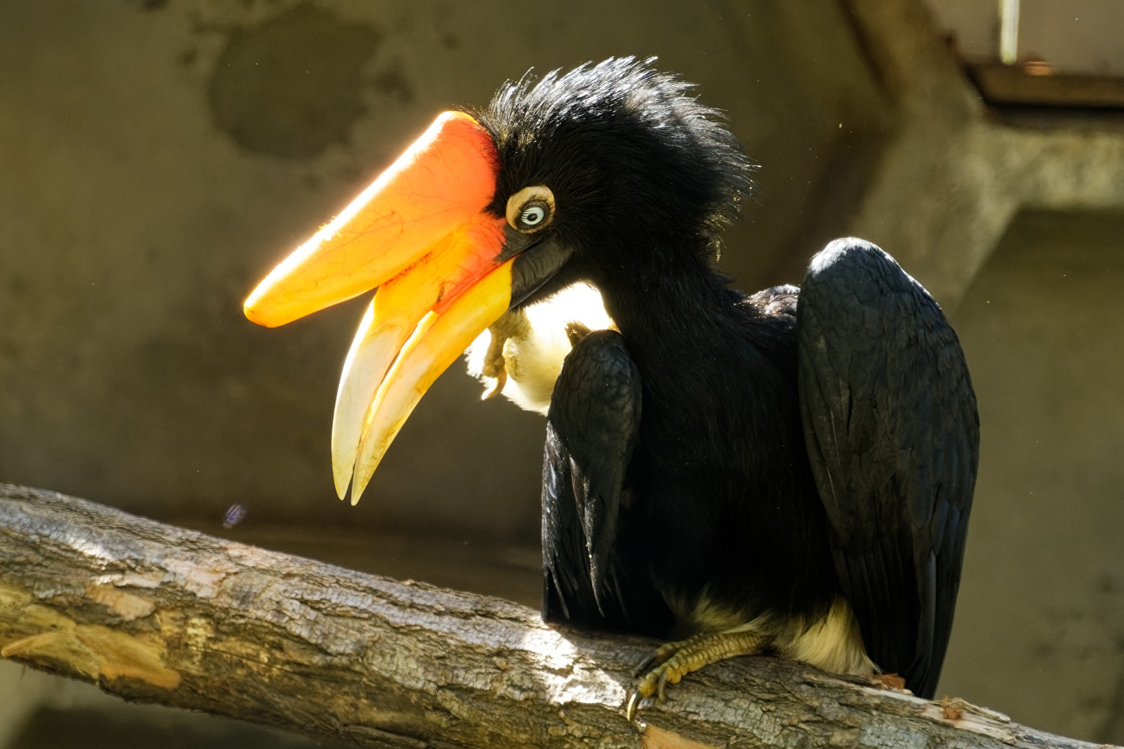 Rhinozeros - Hornvogel
