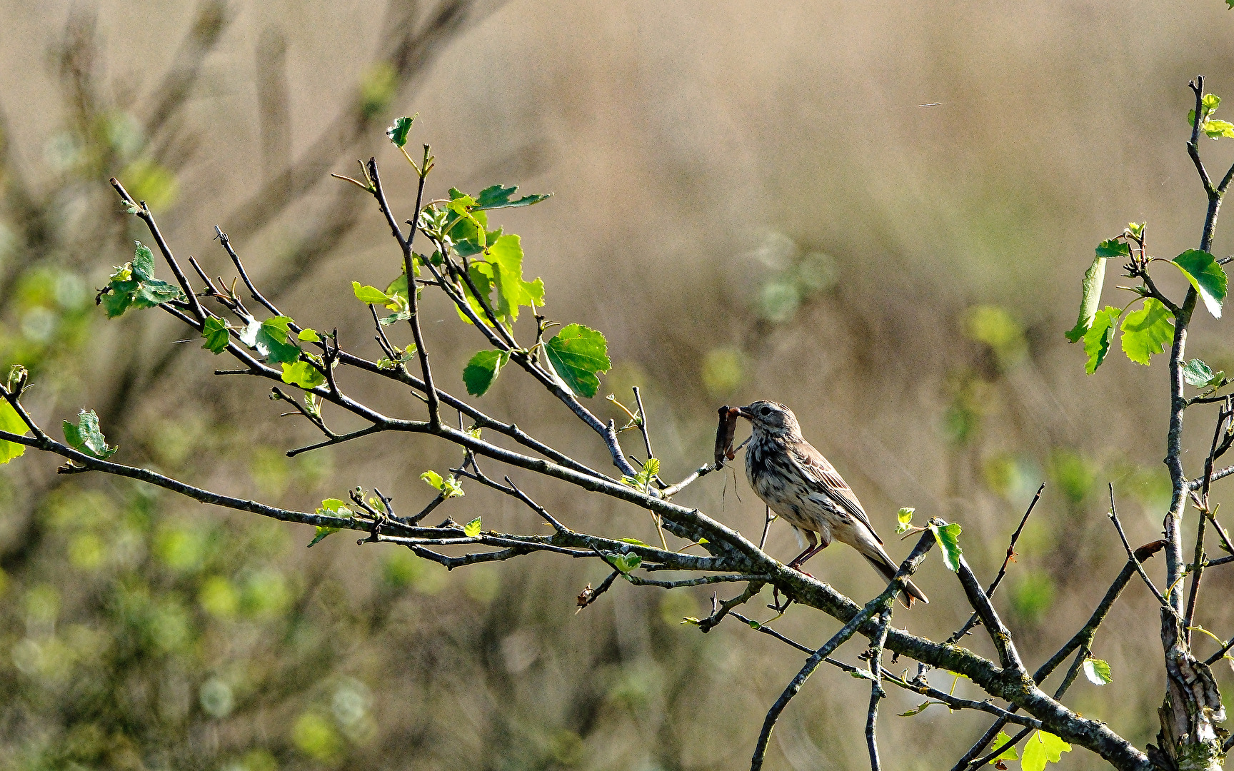 Welcher Vogel ist das?
