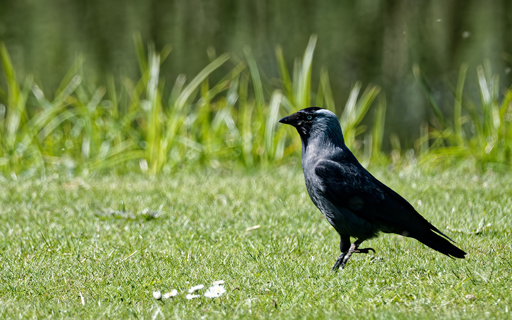 Dohle (Corvus monedula)