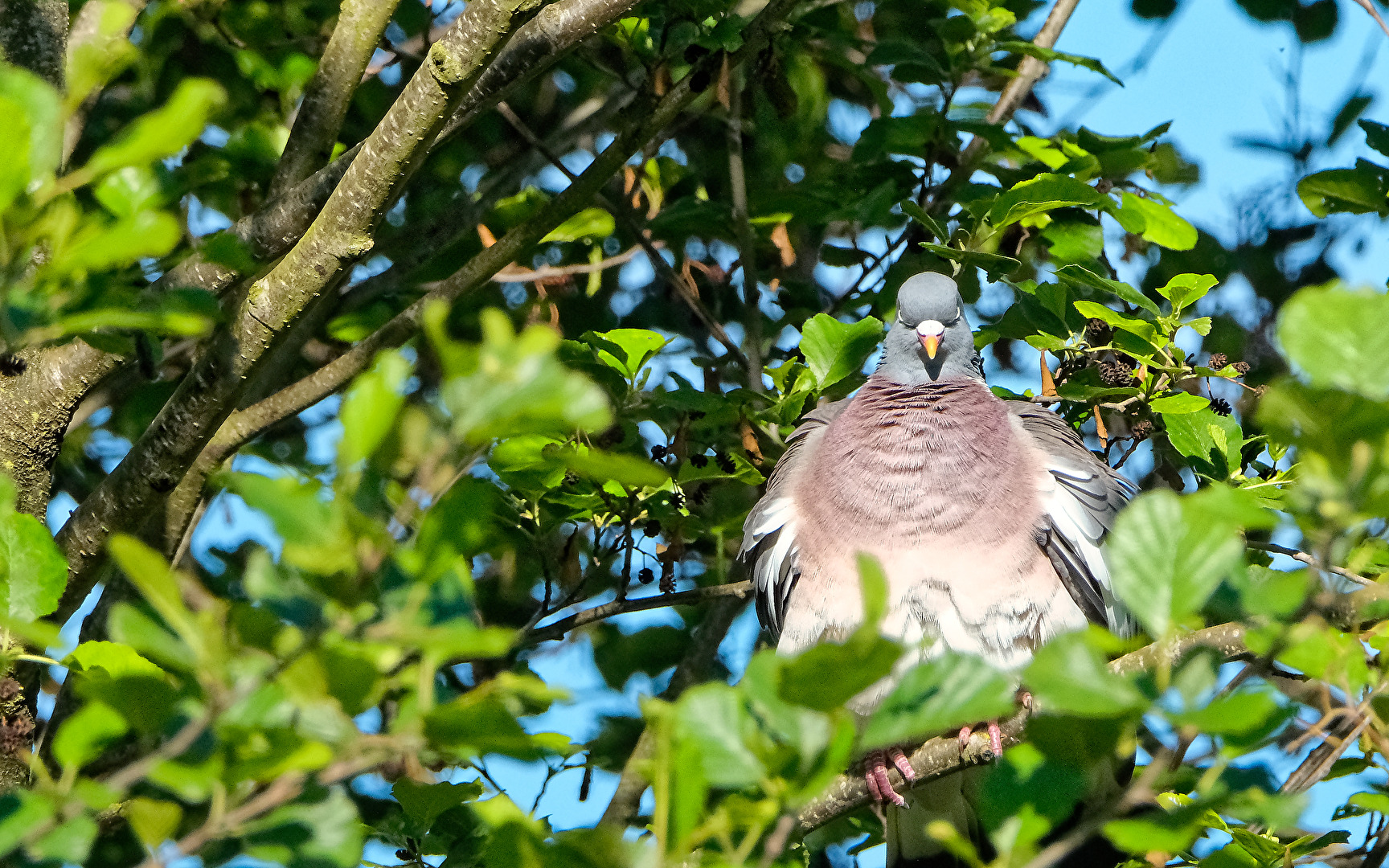 Ringeltaube (Columba palumbus)
